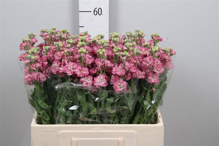 <h4>Matth Stox Rose Pink</h4>