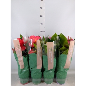 Anthurium   ...mix