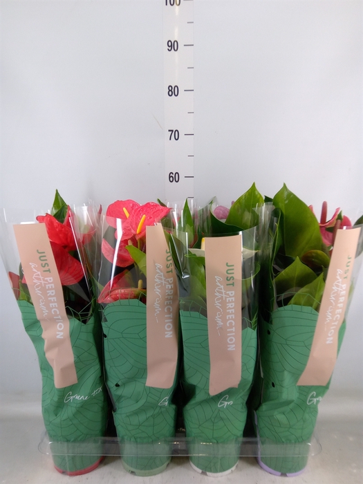 <h4>Anthurium   ...mix</h4>