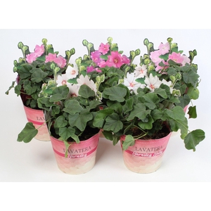 Lavatera 'Mix' 17 cm in potcover