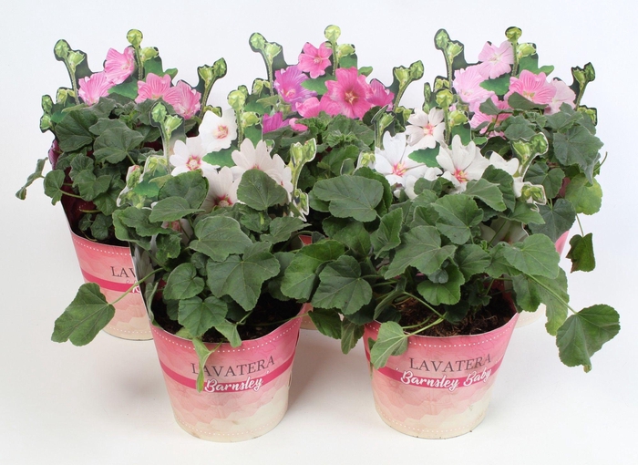 <h4>Lavatera 'Mix' 17 cm in potcover</h4>