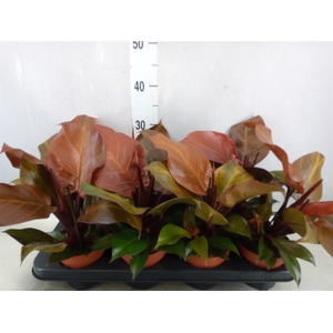 Philodendron  'Sunlight'