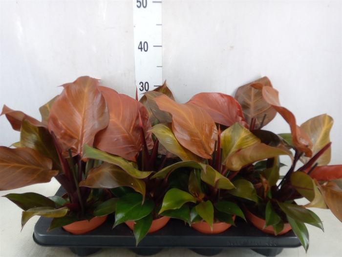 <h4>Philodendron  'Sunlight'</h4>