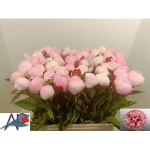 PAEO L GARDENIA