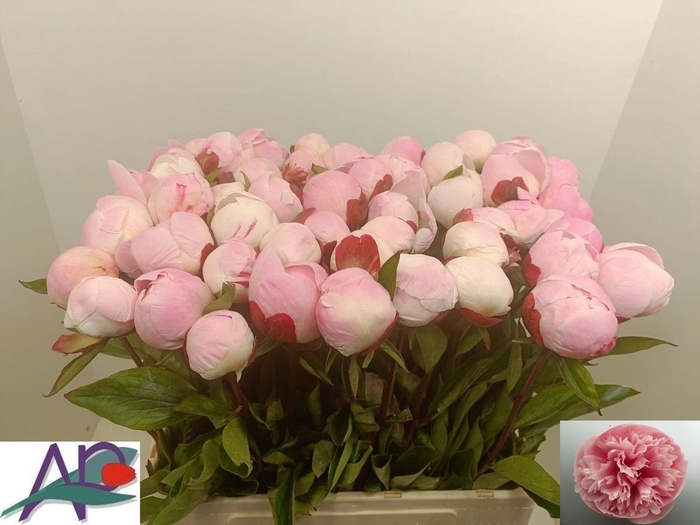 <h4>PAEO L GARDENIA</h4>