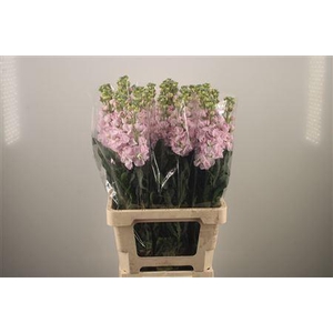 Matth Iron * Premium* Light Pink