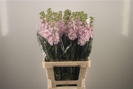 Matth Iron * Premium* Light Pink