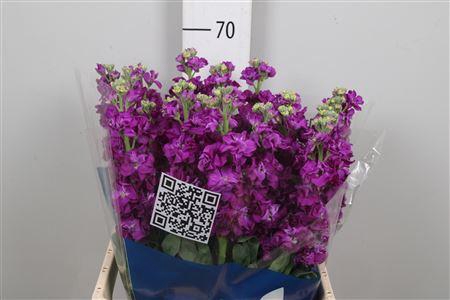 <h4>Matth Iron Purple</h4>