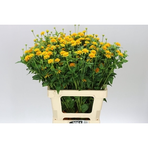 Heliopsis Helianthoides Asahi