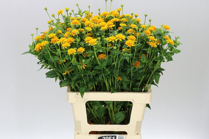 <h4>Heliopsis Helianthoides Asahi</h4>