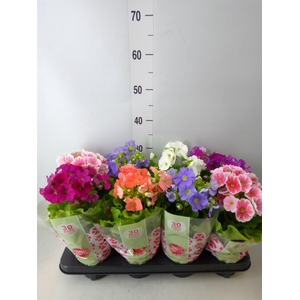 Primula obcon. 'SwKiss Amore'  .mix