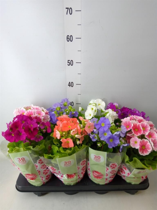 <h4>Primula obcon. 'SwKiss Amore' .mix</h4>