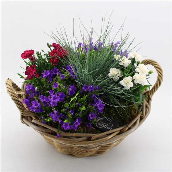 <h4>CACR-2411 Campanula creatie</h4>