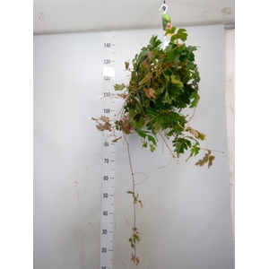 Cissus rhombifolia 'Ellen Danica'