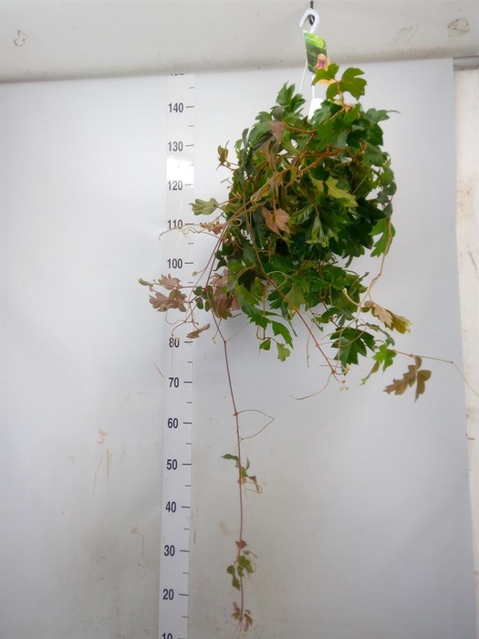 <h4>Cissus rhombifolia 'Ellen Danica'</h4>