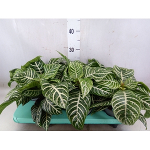 Aphelandra squar. 'Botanica'