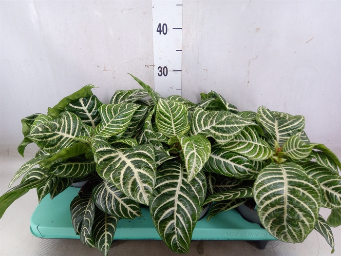 <h4>Aphelandra squar. 'Botanica'</h4>