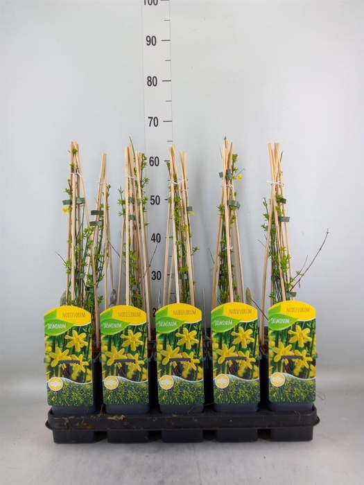 <h4>Jasminum nudiflorum</h4>