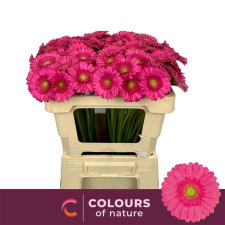 <h4>GE MI SCOOP</h4>