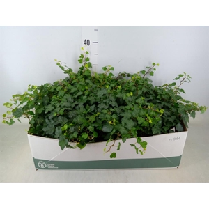 Hedera helix 'Wonder'