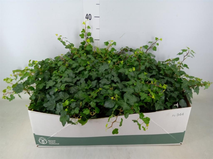 <h4>Hedera helix 'Wonder'</h4>