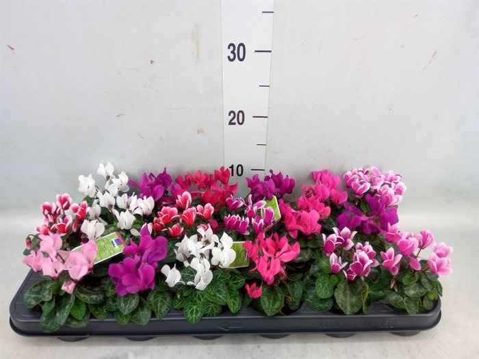 <h4>Cyclamen KL 'Micro'</h4>