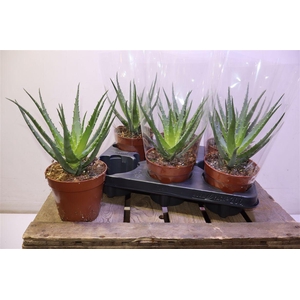 arr8 Aloe Arborescens