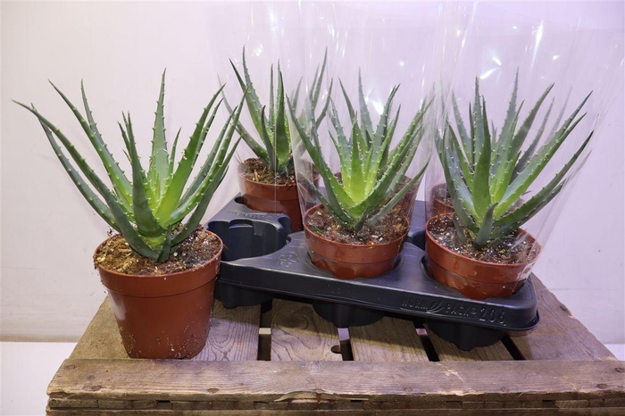 <h4>arr8 Aloe Arborescens</h4>