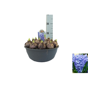 Hyacint Aqua