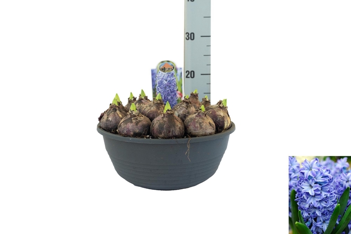 <h4>Hyacint Aqua</h4>