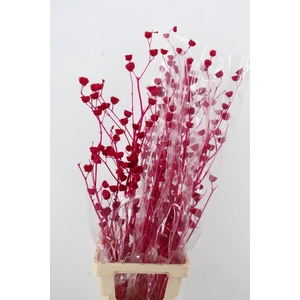 DF Lavatera Bs Erica 120g