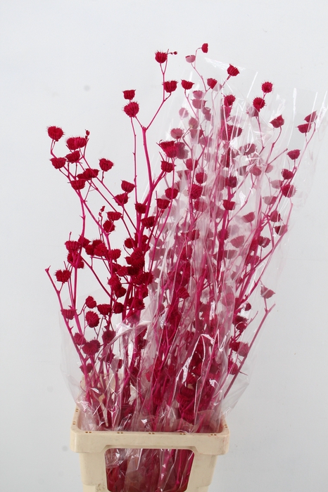 <h4>DF Lavatera Bs Erica 120g</h4>