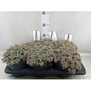 Orostachys furusei