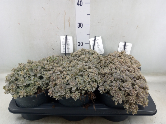 <h4>Orostachys furusei</h4>