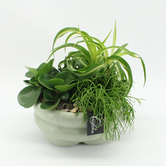 <h4>Opm GRCR-2523 Green Essentials</h4>