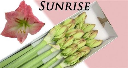 <h4>Hipp Ga Sunrise</h4>