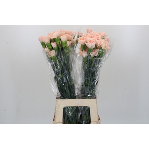 Dianthus St Novia
