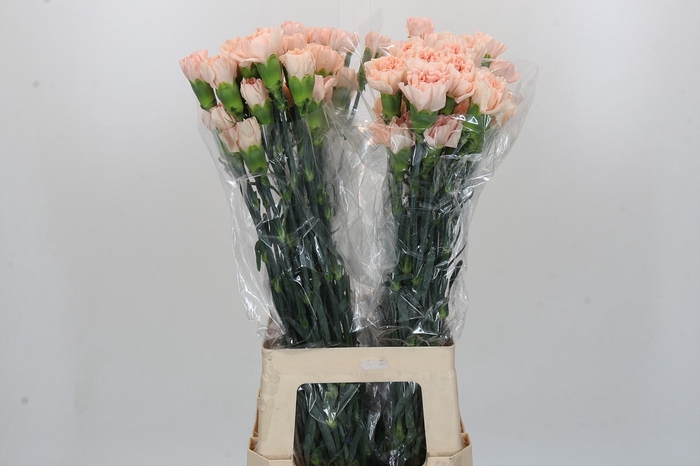 <h4>Dianthus St Novia</h4>