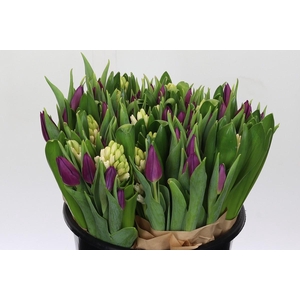 BQ Tulp Paars Hyacinth Wit