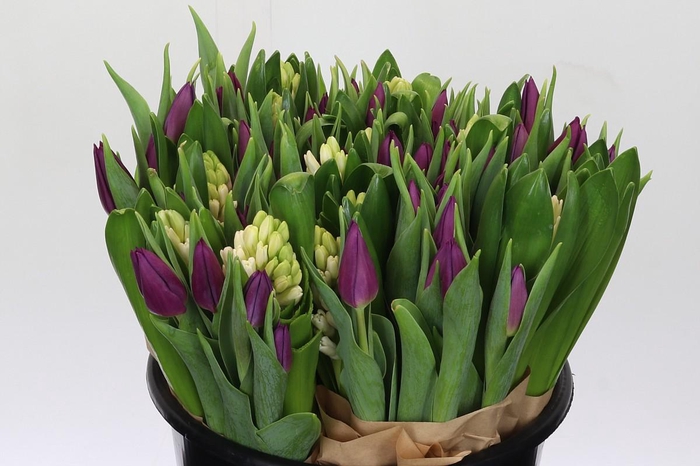 <h4>BQ Tulp Paars Hyacinth Wit</h4>