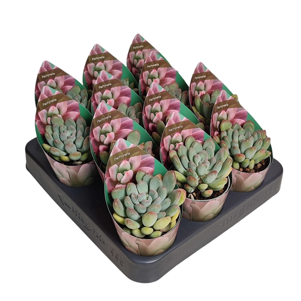 <h4>PACHYVERIA CLAVATA - POT Ø 6,5 - WITH POTCOVER (SUCCULENTEN)</h4>