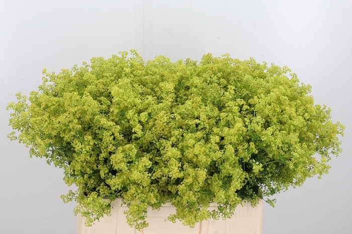 <h4>Alchimella Robusta</h4>