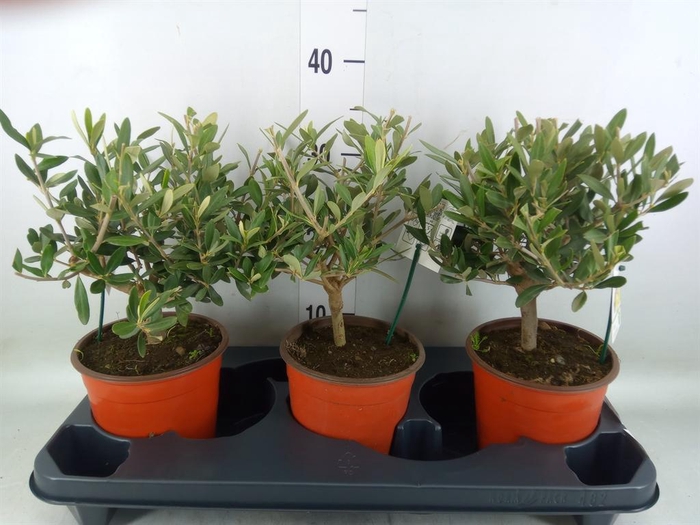 <h4>Olea europaea</h4>