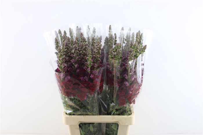 <h4>Antir Potomac Red</h4>