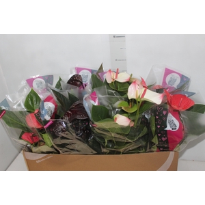 ANTHURIUM VARIADO P15