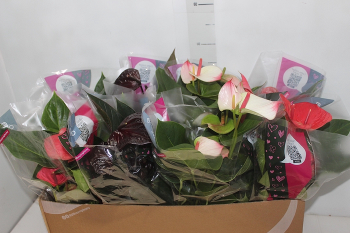 <h4>ANTHURIUM VARIADO P15</h4>