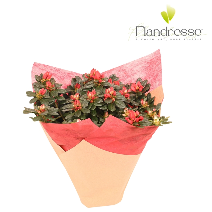<h4>Azalea Flandresse® Kersthoes rood</h4>