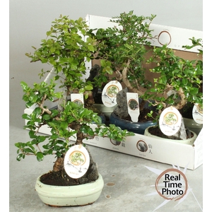 BONSAI GEM