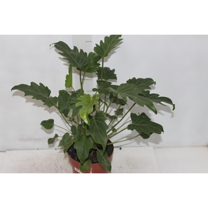 PHILODENDRON XANADU P17