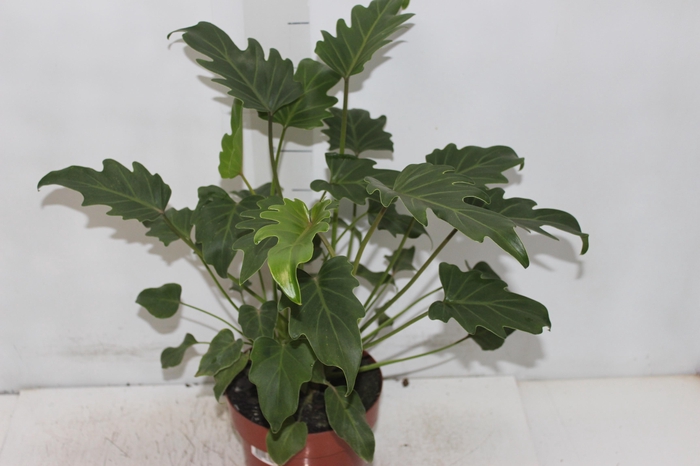 <h4>PHILODENDRON XANADU P17</h4>